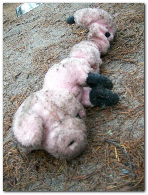 504x664 pixels (54K)